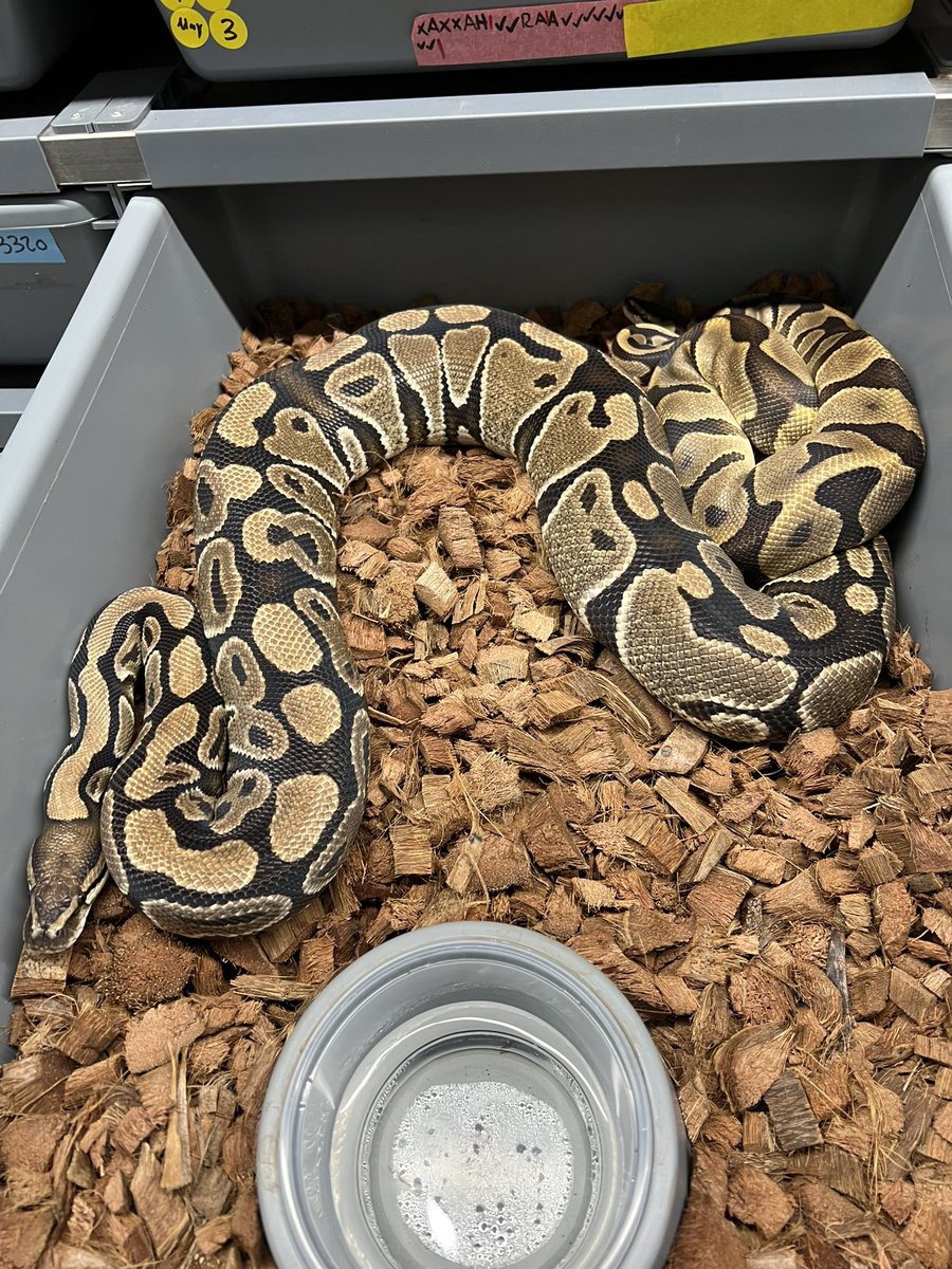 More PAINT 🎨 pairings! 2025 is going to be so fun

#1 Choco YB Clown Het Hypo x Paint 
#2 Enchi Fire SN DH Paint Clown x DH Paint Clown
#3 Enchi Leo TH DG Paint Clown x TH DG Paint Clown