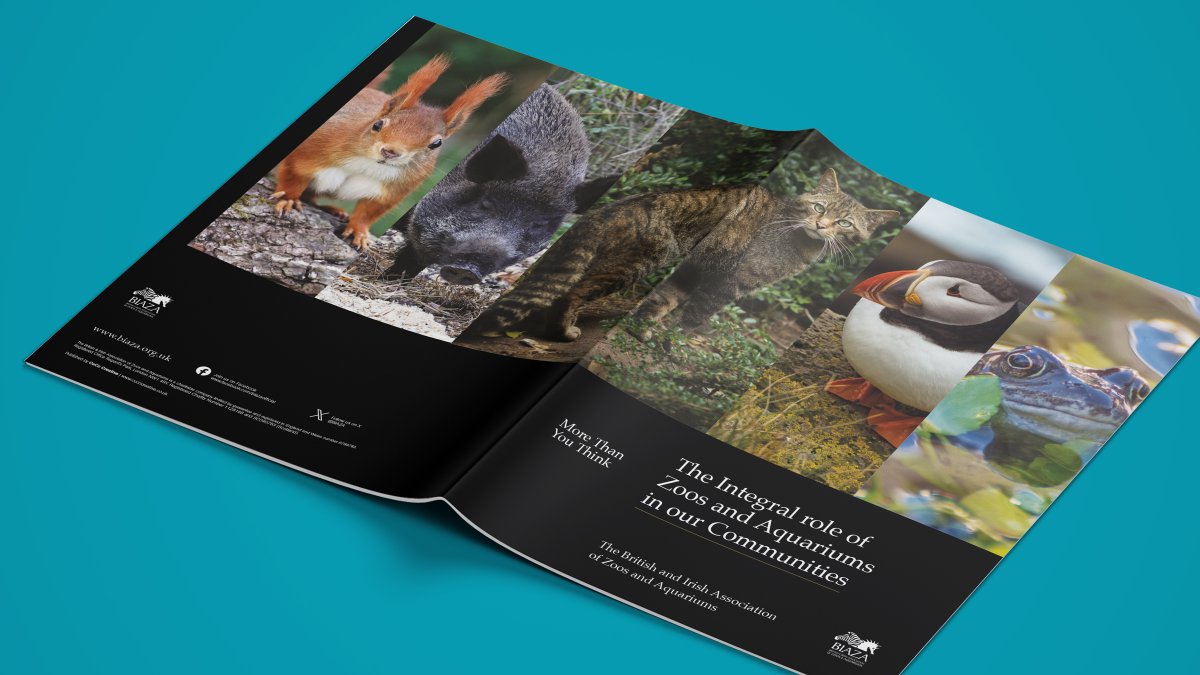 New Blog! 
Inside BIAZA’s Blueprint to Save Britain’s Wildlife 
medium.com/p/inside-biaza… 
#WildlifeConservation #Biodiversity #Conservation #NatureRecovery #ClimateAction #EcoFriendly #ZooLife #Rewilding #CommunityConservation #NatureBasedSolutions #SustainableMarketing