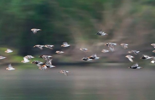 The Pripyat floodplains in Polesia host record-breaking gatherings: 350K Wigeon, 200K Ruff, and 30K Black-tailed godwit in a single season!👀

These #wetlands are lifelines for birds crossing continents. Let’s keep Polesia wild and thriving.🐦

#WorldMigratoryBirdDay #SavePolesia
