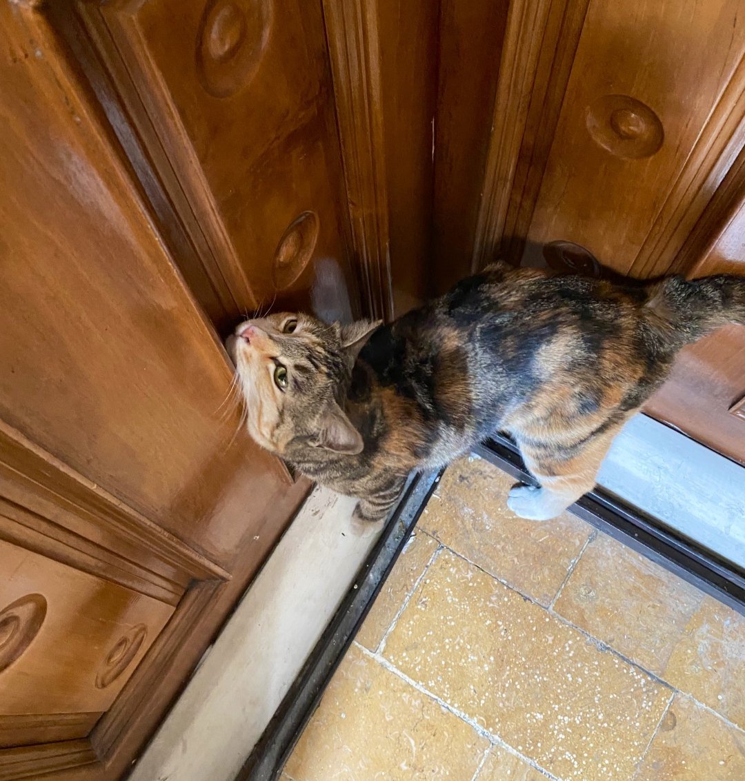 آخرین شانس این بچه برای واگذاری
این بچه بیرون زندگی می کرده ولی کاملا دستی هست و آب و غذاش رو دوستمون تو خونه میداده ،این دوست عزیز فردا مسافر هست و نمی خوام این بچه از پس فردا گرسنه بمونه 
واگذاری در تهران