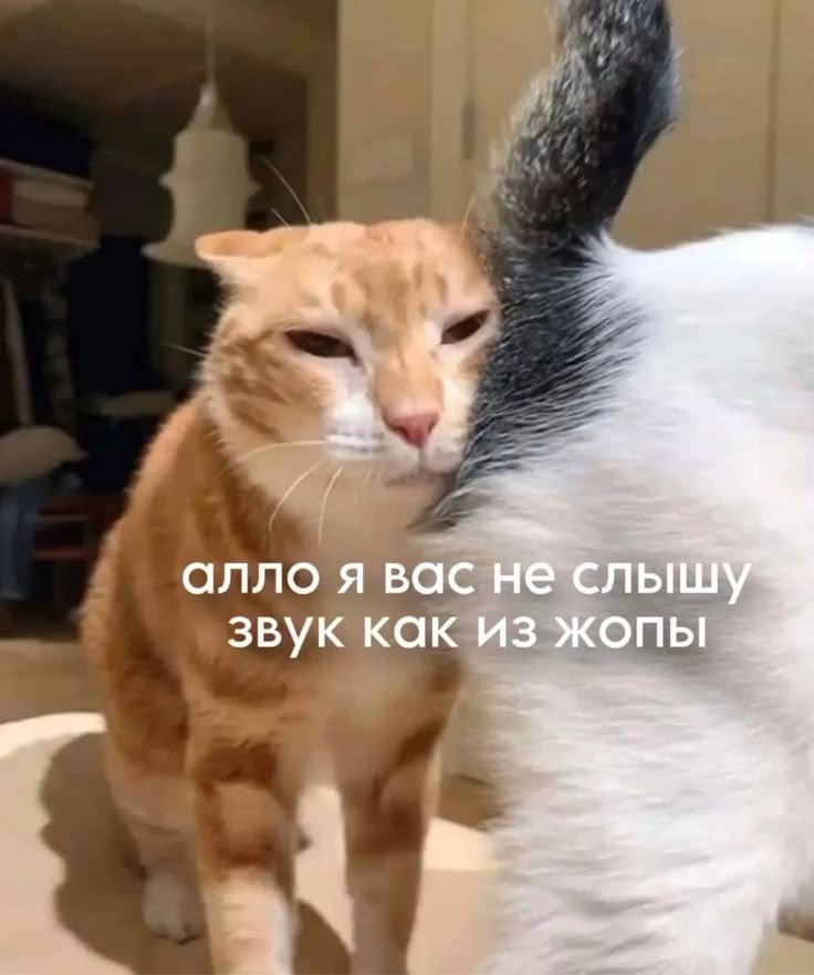 нервная клетка (@panichkaaa) on Twitter photo 