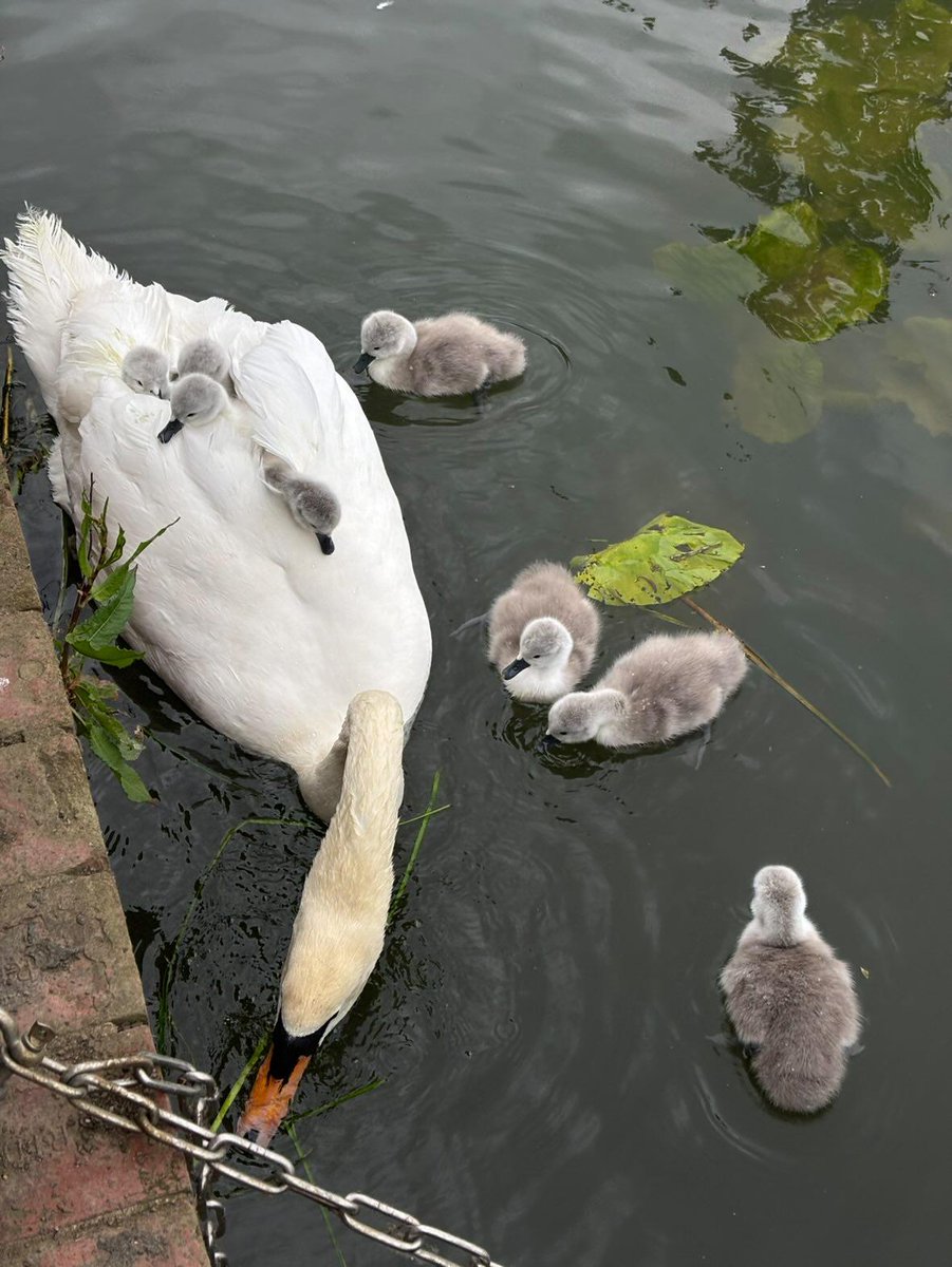 We've got our first cygnets and as expected it was the East Brayford pair (L277 &amp; L404) who have kicked off the cygnet season for us in Lincoln. A total of 8 Cygnets which is fantastic to see! 

#LincolnSwans #CygnetArrivals 

Photo Credit: Lincoln Swans Data Collector
