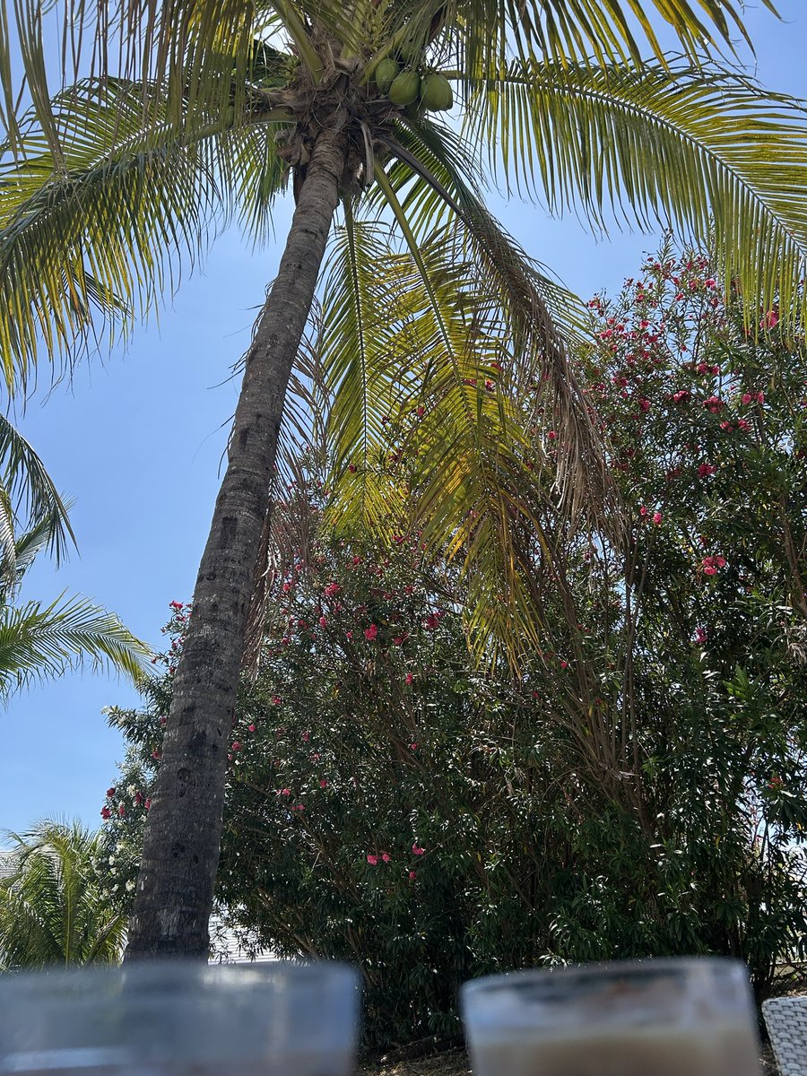 .@Fatcats COC meeting and ice coffee in paradise😉