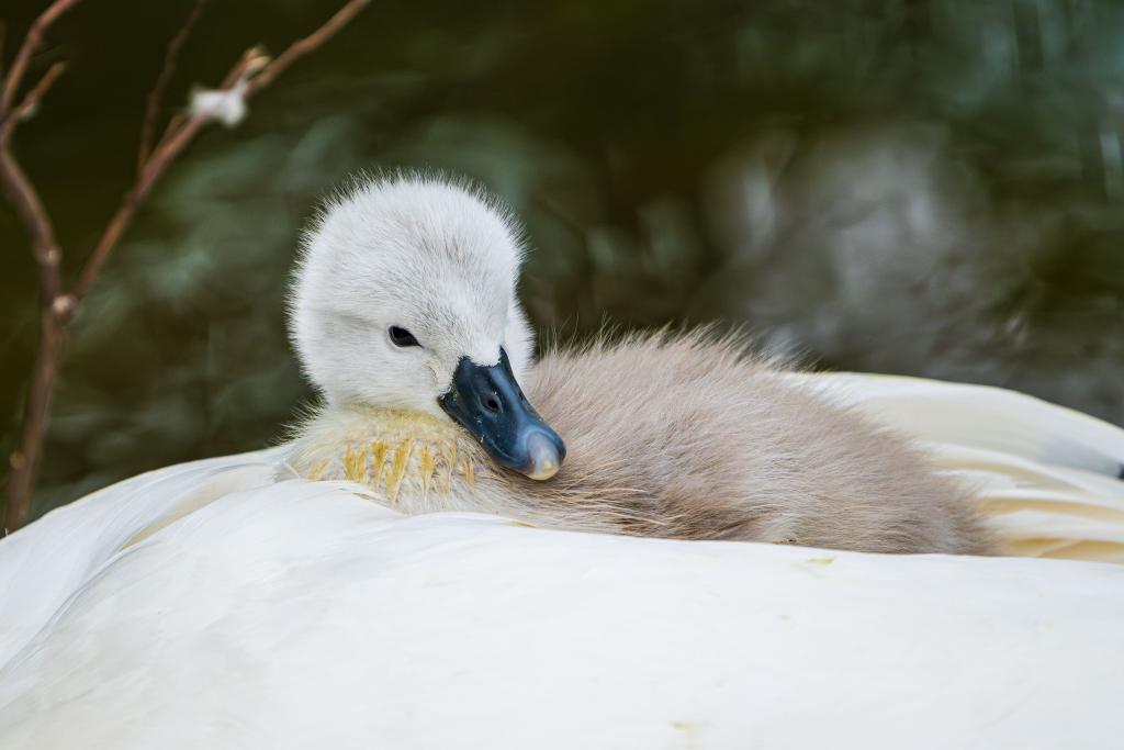 Welcome to the World 🩶

Photo Credit: Lincoln Swans Data Collector