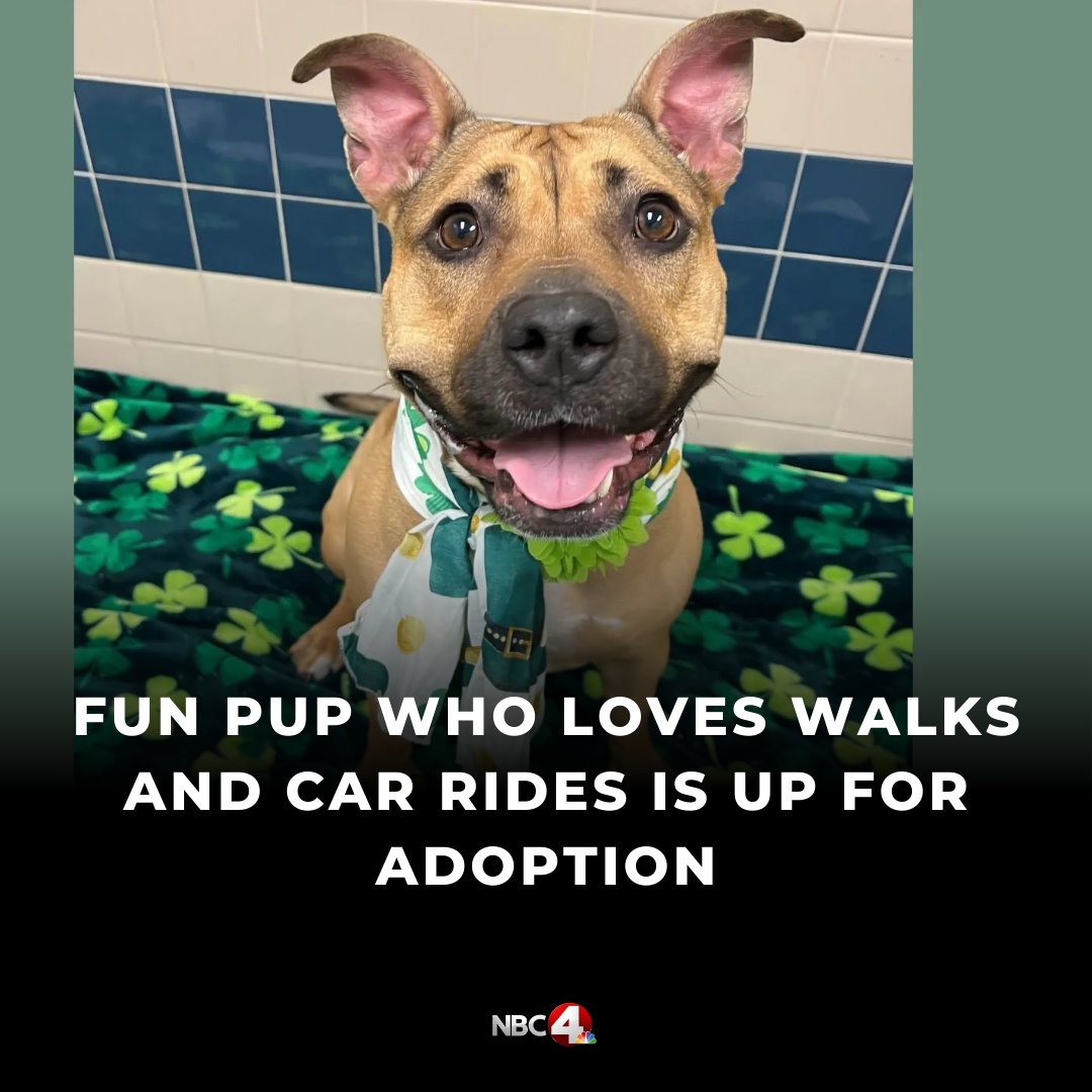 nbc4i's tweet photo. Meet Sutton! She is up for adoption through the Franklin County Dog Shelter and Adoption Center. https://t.co/wz2S3ORXfQ https://t.co/aK7QEkNDa6