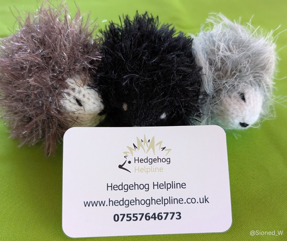 Sioned Williams AS/MS ๐ด๓ ง๓ ข๓ ท๓ ฌ๓ ณ๓ ฟ (@sioned_w) on Twitter photo If you see a hedgehog in the day, itโs very likely to need rescuing.
Hedgehog numbers are in decline, and thereโs a team ready to help those who are trapped, injured or seem distressed.
Call the <a href="/hedgehoghelplin/">Hedgehog Helpline</a> on 07557 646773. If you see a hedgehog in the day, itโs very likely to need rescuing.
Hedgehog numbers are in decline, and thereโs a team ready to help those who are trapped, injured or seem distressed.
Call the <a href="/hedgehoghelplin/">Hedgehog Helpline</a> on 07557 646773.
