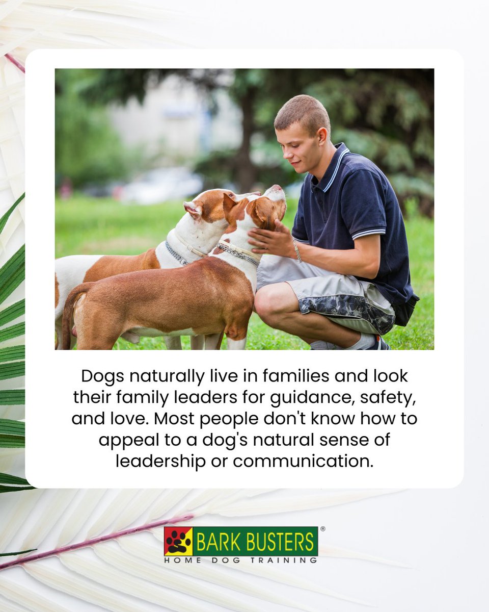 barkbusterla's tweet image. 🏡🐶 Let’s make behavior training stress-free and rewarding! 🐕✨ Our methods are gentle, natural, and designed for lasting change. Start now: barkbusters.com/dog-training/g… #FunTraining #DogBehaviorHelp