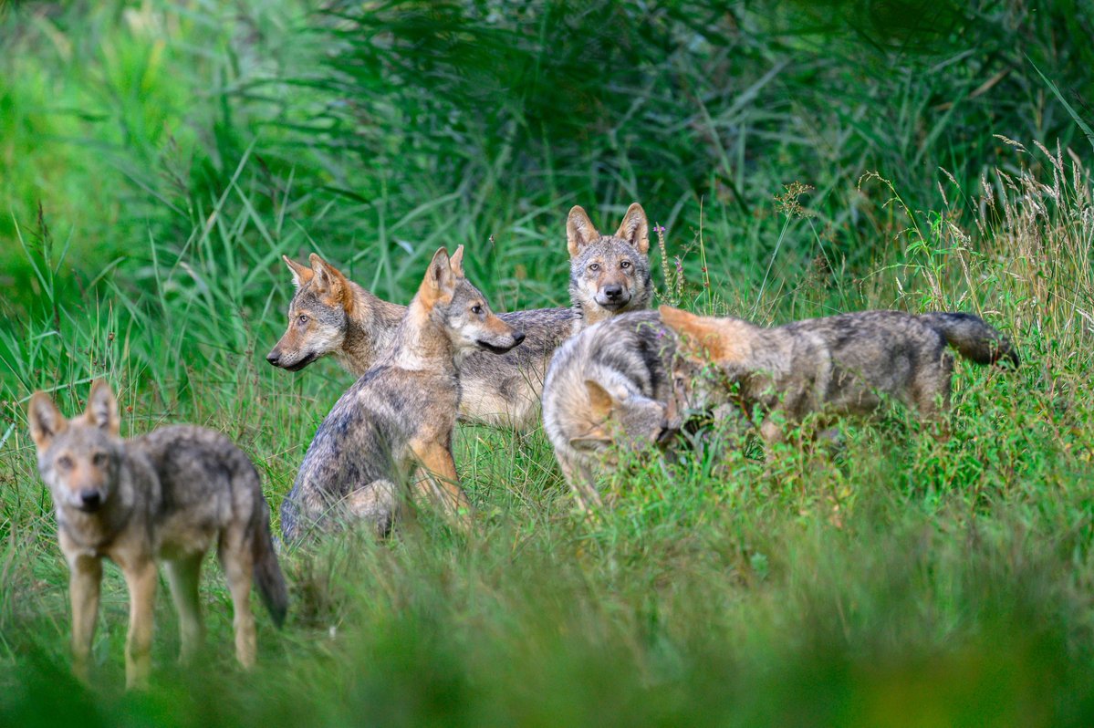 DeutscherJagdverband (@jagdverbanddjv) on Twitter photo .<a href="/Europarl_EN/">European Parliament</a> stimmt Änderung des #Wolf-Schutzstatus auf EU-Ebene zu. DJV begrüßt die Entscheidung. Ein weiterer Meilenstein zum angepassten #Wolfsmanagement. Neue Bundesregierung ist aufgefordert, im Rat zuzustimmen.
go.jagdverband.de/dip7s
<a href="/JochenFlasbarth/">Jochen Flasbarth</a>
<a href="/CarstenTraeger/">Carsten Träger</a>
@BMUV .<a href="/Europarl_EN/">European Parliament</a> stimmt Änderung des #Wolf-Schutzstatus auf EU-Ebene zu. DJV begrüßt die Entscheidung. Ein weiterer Meilenstein zum angepassten #Wolfsmanagement. Neue Bundesregierung ist aufgefordert, im Rat zuzustimmen.
go.jagdverband.de/dip7s
<a href="/JochenFlasbarth/">Jochen Flasbarth</a>
<a href="/CarstenTraeger/">Carsten Träger</a>
@BMUV