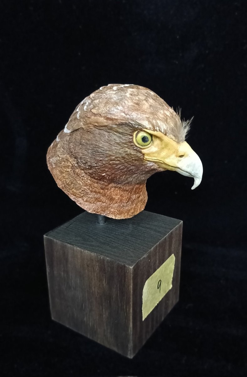 bbaazz0226's tweet photo. 大冠鷲/蛇雕
Crested Serpent -Eagle 

#大冠鷲
#蛇雕
#蛇鷹 https://t.co/jw2YR7yN6D