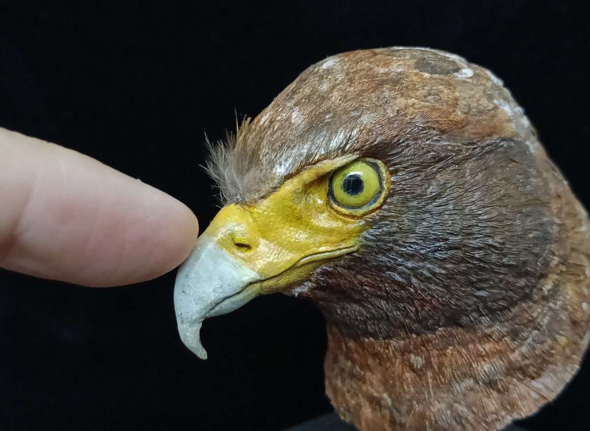 bbaazz0226's tweet photo. 大冠鷲/蛇雕
Crested Serpent -Eagle 

#大冠鷲
#蛇雕
#蛇鷹 https://t.co/jw2YR7yN6D