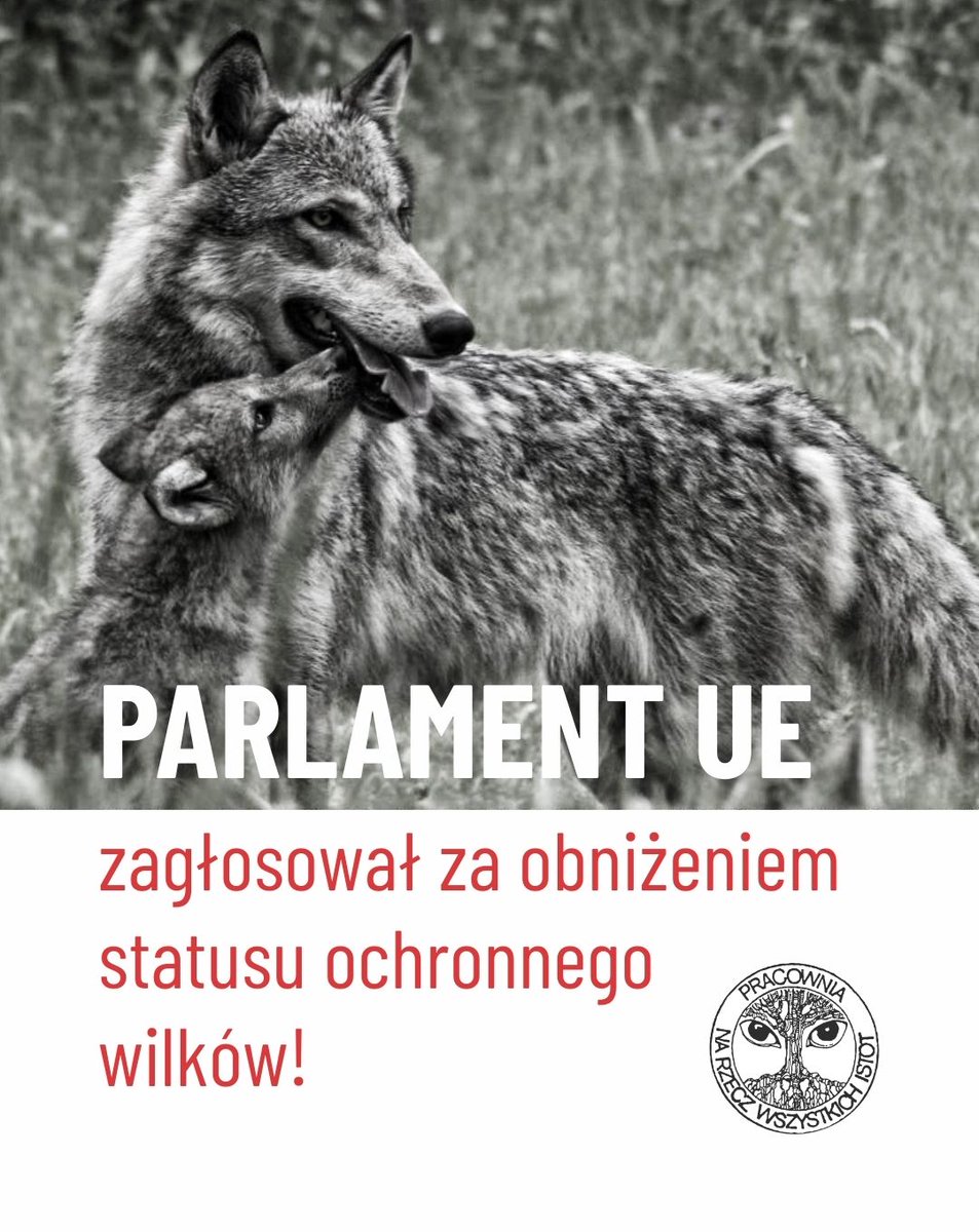 PILNE‼️ Parlament Europejski przegłosował właśnie obniżenie statusu ochronnego wilków. I to z ogromną przewagą – 371 za, 162 przeciw, 37 wstrzymujących się.

Po raz pierwszy w historii na poziomie unijnym argumenty naukowe przegrały z populizmem. To groźny trend dla przyrody i