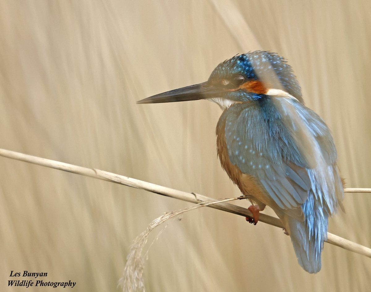 This male Kingfisher was busy this morning from Mere Hide at <a href="/RSPBLakenheath/">RSPB Lakenheath Fen</a>  usually obscured by reeds, but did manage to shift position to get a good shot <a href="/Natures_Voice/">RSPB</a>