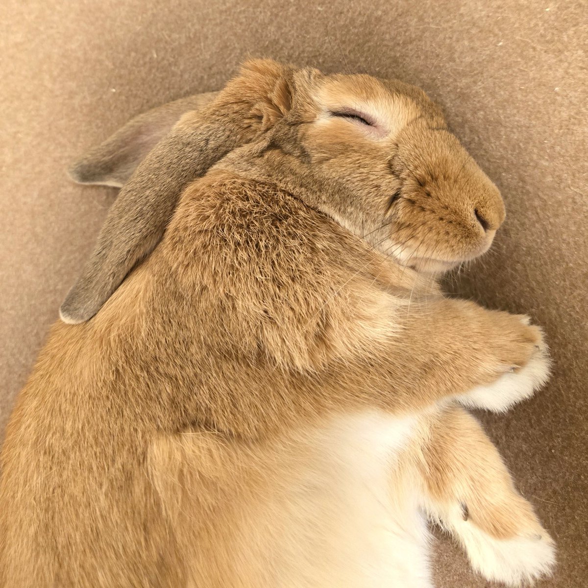 すやすや🐰💤