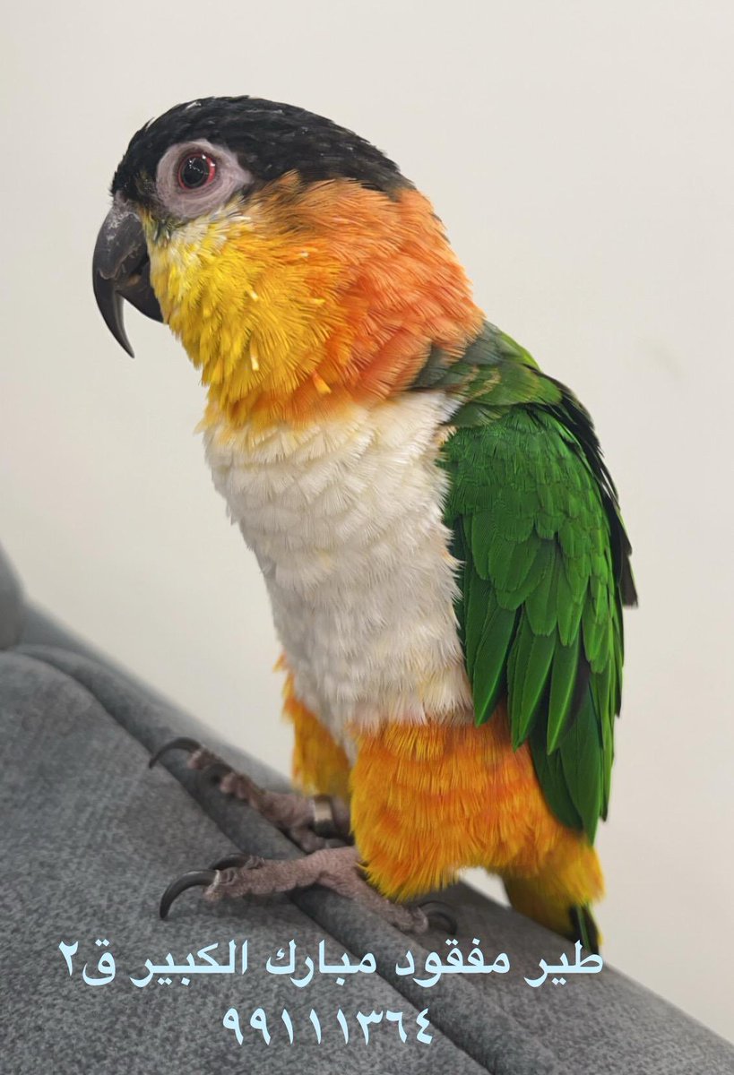 NAYEF ALKANDRI (@nmsmk) on Twitter photo 