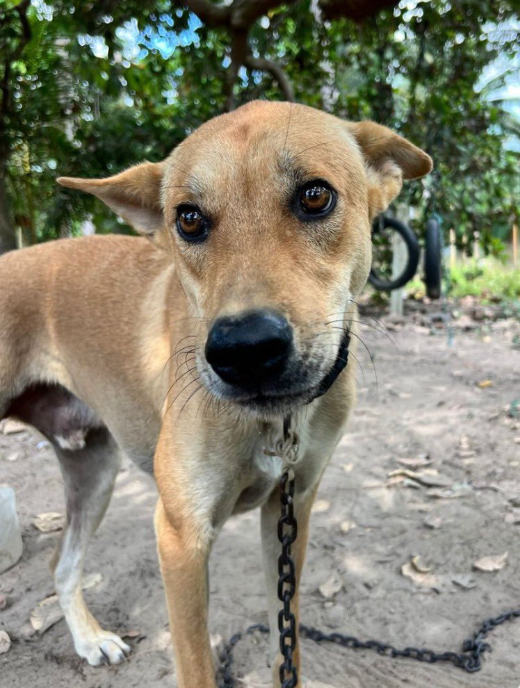 NiallHarbison's tweet image. 9 months ago Rusty lived on an incredibly short chain in Thailand. His life had been miserable for 18 months.

You won’t believe where I met him today and what he looks like… (1/7) 🧵