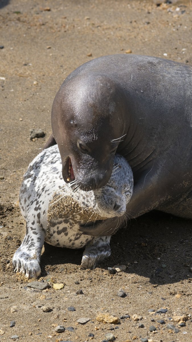 マジ勘弁･･･

#ゴマフアザラシ
#伊豆三津シーパラダイス