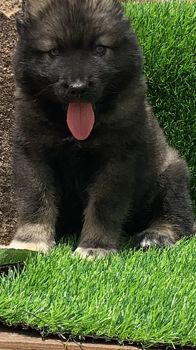EMMY CLASSICEE KENNEL tweet media