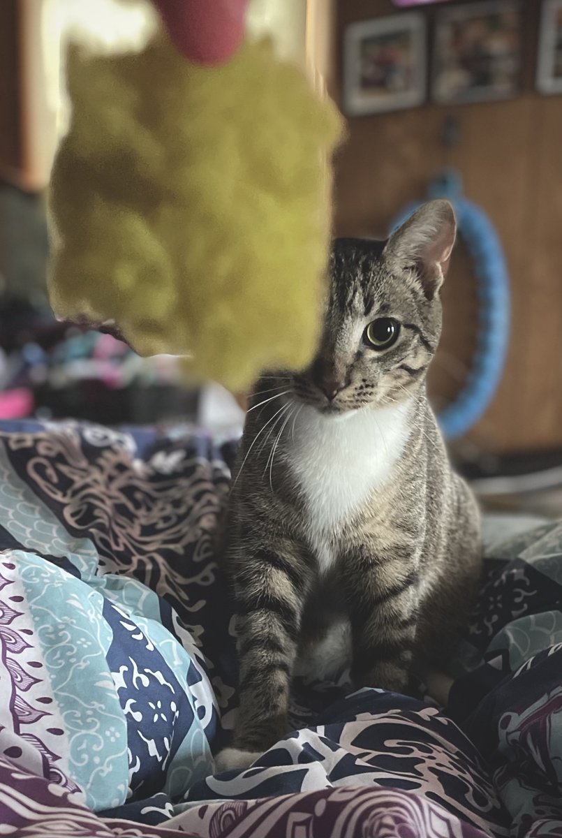 He is obsessed with the little yellow ball that he tore off one of his toys and will spend hours playing fetch. My dogs are only mildly entertained by fetching, but this cat LOVES it!