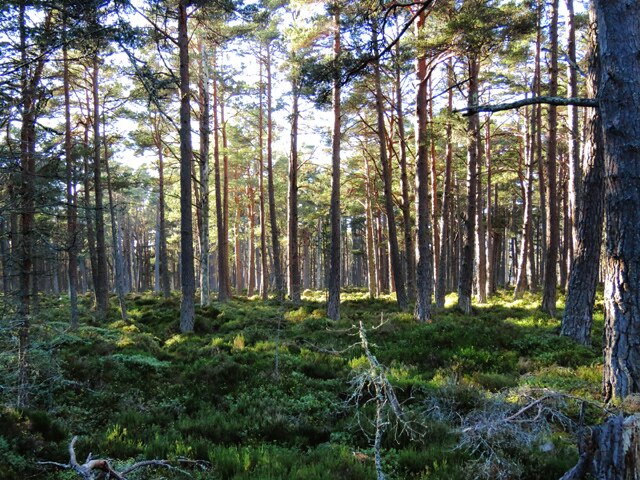 Ingrained is an inspirational homecoming story of Callum Robinson leaving the world of commercial design to return to his workshop in the Scottish hills

There he creates bespoke handcrafted furniture in a refreshing antidote to a culture of disposability

bit.ly/Bozzfest