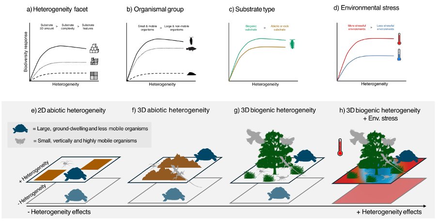 Jordi Solà (@jordisc03) on Twitter photo 🎉 New paper out! 🪸🌊
Using rocky reefs as a model and a new organising framework, we show heterogeneity effects depend on: 1) how heterogeneity is generated and measured: 2) the traits of responding organisms; and 3) environmental stress
<a href="/JNGriffy/">John Griffin</a> <a href="/RSocPublishing/">Royal Society Publishing</a>
1/7 🧵 🎉 New paper out! 🪸🌊
Using rocky reefs as a model and a new organising framework, we show heterogeneity effects depend on: 1) how heterogeneity is generated and measured: 2) the traits of responding organisms; and 3) environmental stress
<a href="/JNGriffy/">John Griffin</a> <a href="/RSocPublishing/">Royal Society Publishing</a>
1/7 🧵