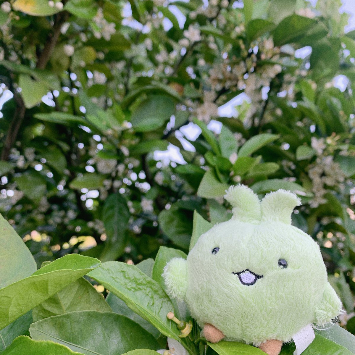 よ こ づ な (@6t_l) on Twitter photo 🍊𓂃𓂂ꕤ*.゚ 🍊𓂃𓂂ꕤ*.゚