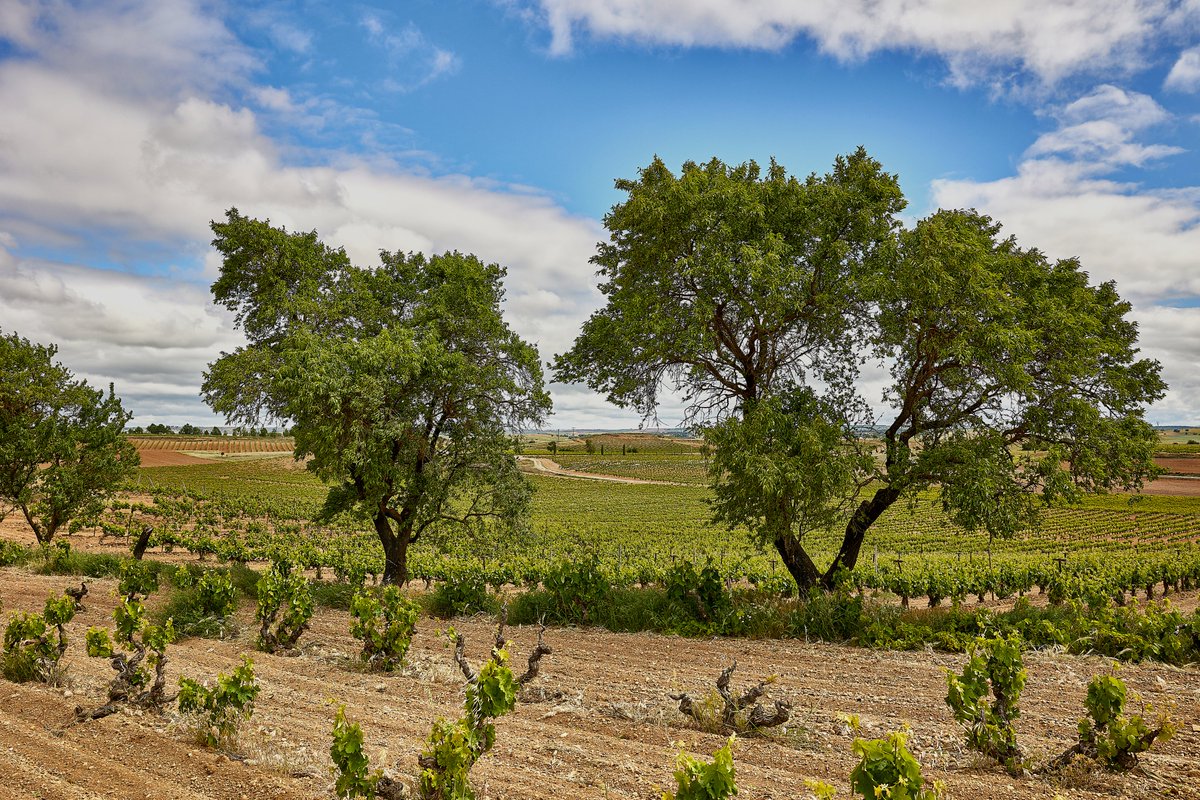 Cada parcela de Valderiz guarda una historia, pero la de El Abuelo es única: la más antigua, plantada en 1934.
Una viña con alma, memoria y emoción🍇💜

#valderiz #viñedo #organicwines #riberadelduero #familiavalderiz