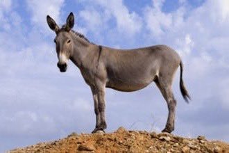 بمناسبة اليوم العالمي للحمار ( 8 مايو) لا يسعنا إلا أن نعبر عن عظيم الشكر والامتنان لكل حمار حر شريف قدم خدماته  الجليلة لصديقه الانسان طوال العصور السابقة والى يومنا هذا مثمنين تضحياتهم وصبرهم في كل  الأحوال والظروف
كل عام والحمير ترفل في أثوب الصحة والعافية منعمين بالحرية