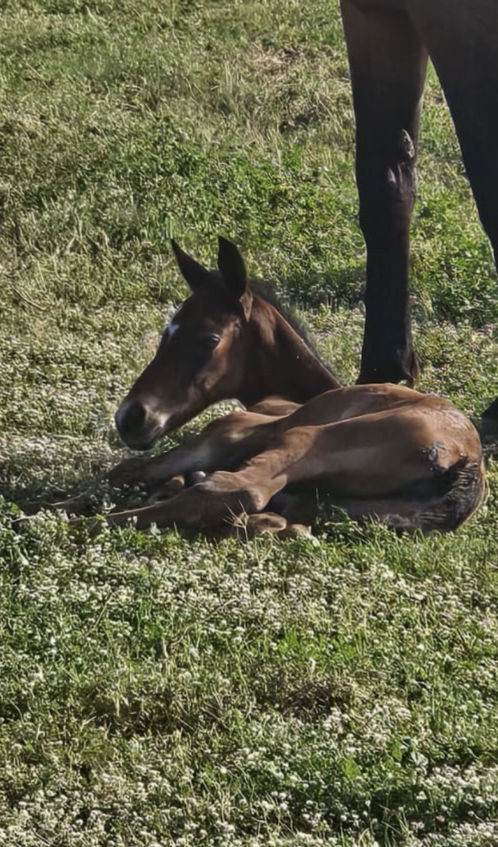 Trk_Tkc's tweet image. Merakla beklediğimiz doğum 20 gün gecikmeli gerçekleşti🙏🍀👏🧿

MER DE GLACE - MARIANNE by Loup Solitare #dişi tayının @erdemturhan78 ekürisine büyük başarılar getirmesini dilerim🙏

Japonya’da aygırlık yaşamına başlayan CATEDRAL örnek alınarak @pedigress tarafından hazırlanan