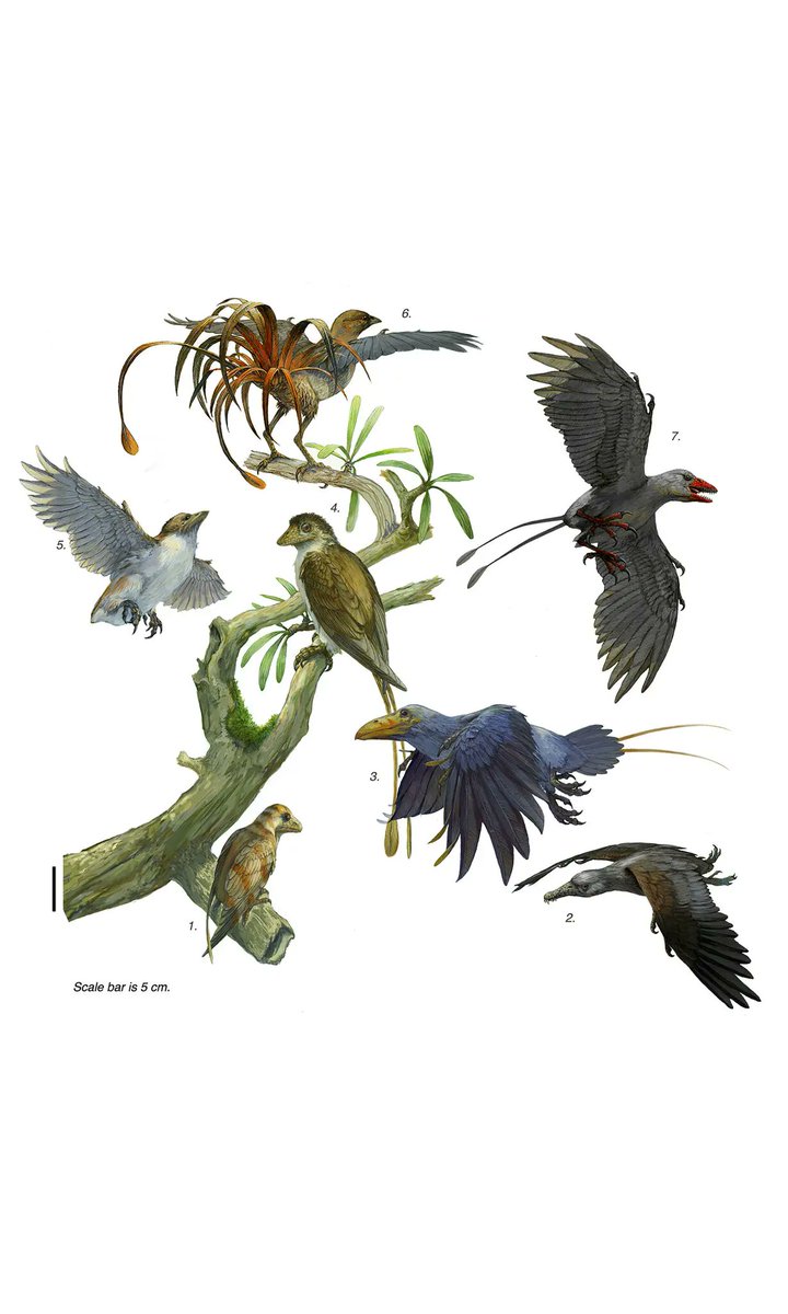 PMMV (@_pmmv_) on Twitter photo Macroevolutionary integration underlies limb modularity in the origin of avian flight
royalsocietypublishing.org/eprint/TNYK57P…
by <a href="/smnebreda/">Sergio M. Nebreda</a> , <a href="/hdezfdez/">Manuel Hernández Fernández</a> & <a href="/j_marugan/">JMarugan</a> Macroevolutionary integration underlies limb modularity in the origin of avian flight
royalsocietypublishing.org/eprint/TNYK57P…
by <a href="/smnebreda/">Sergio M. Nebreda</a> , <a href="/hdezfdez/">Manuel Hernández Fernández</a> & <a href="/j_marugan/">JMarugan</a>