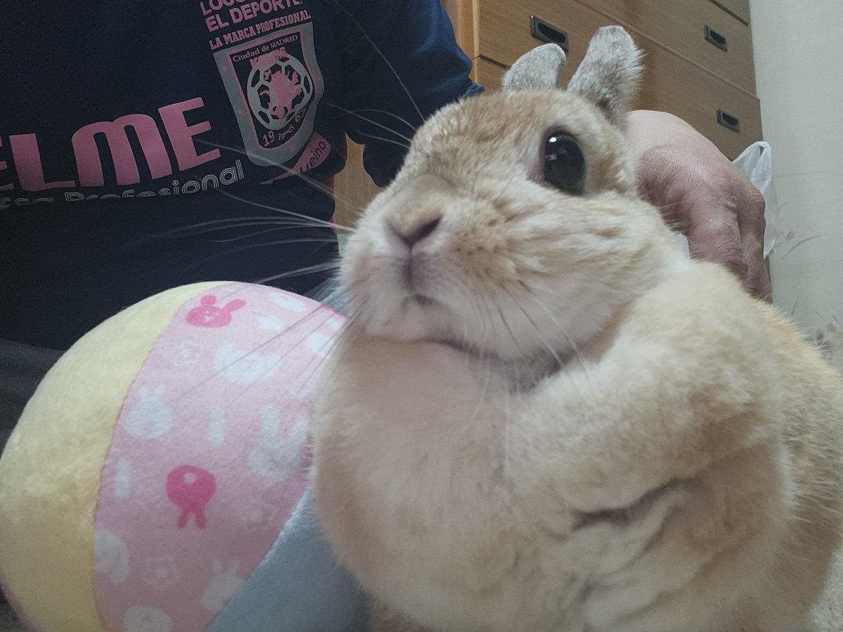 ただいまゴンちゃん🐰💗お留守番ご苦労様✨🌃✨