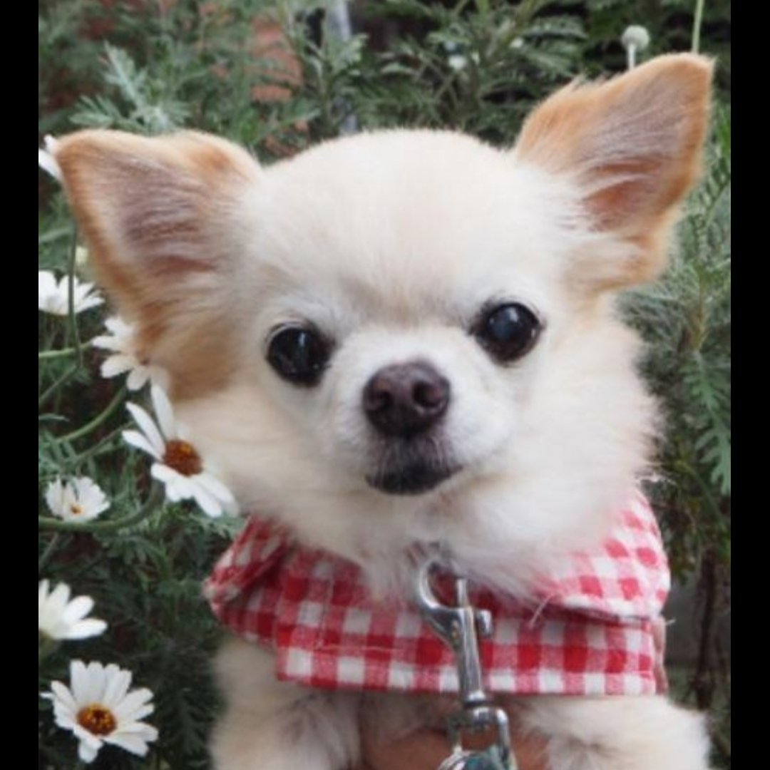 オーダーで制作させて頂いたチワワちゃんです😊

#羊毛フェルト
#チワワ
#ハンドメイド
#オーダーメイド