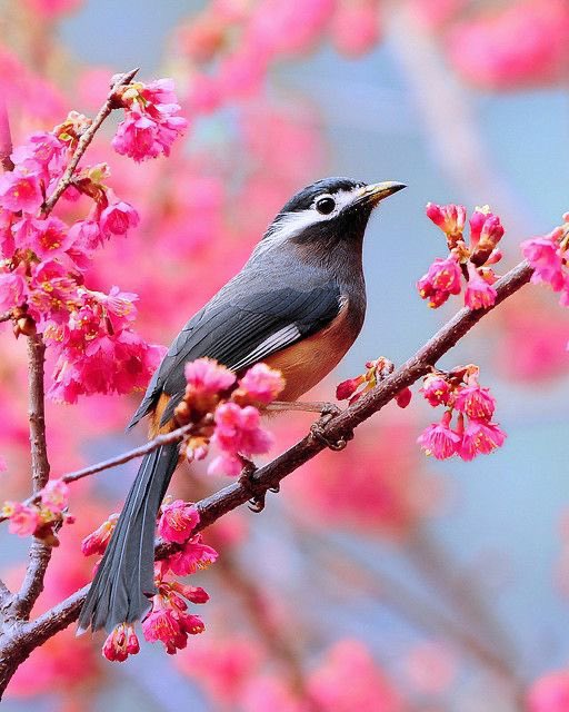 Hello Everyone! 💛 Have a beautiful day  💞🌸💕