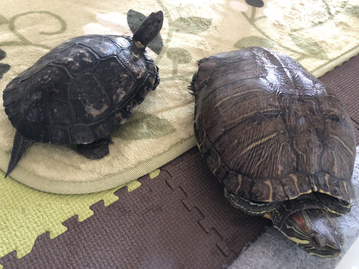 makotohhh3's tweet image. クーちゃんがフランについて回る。