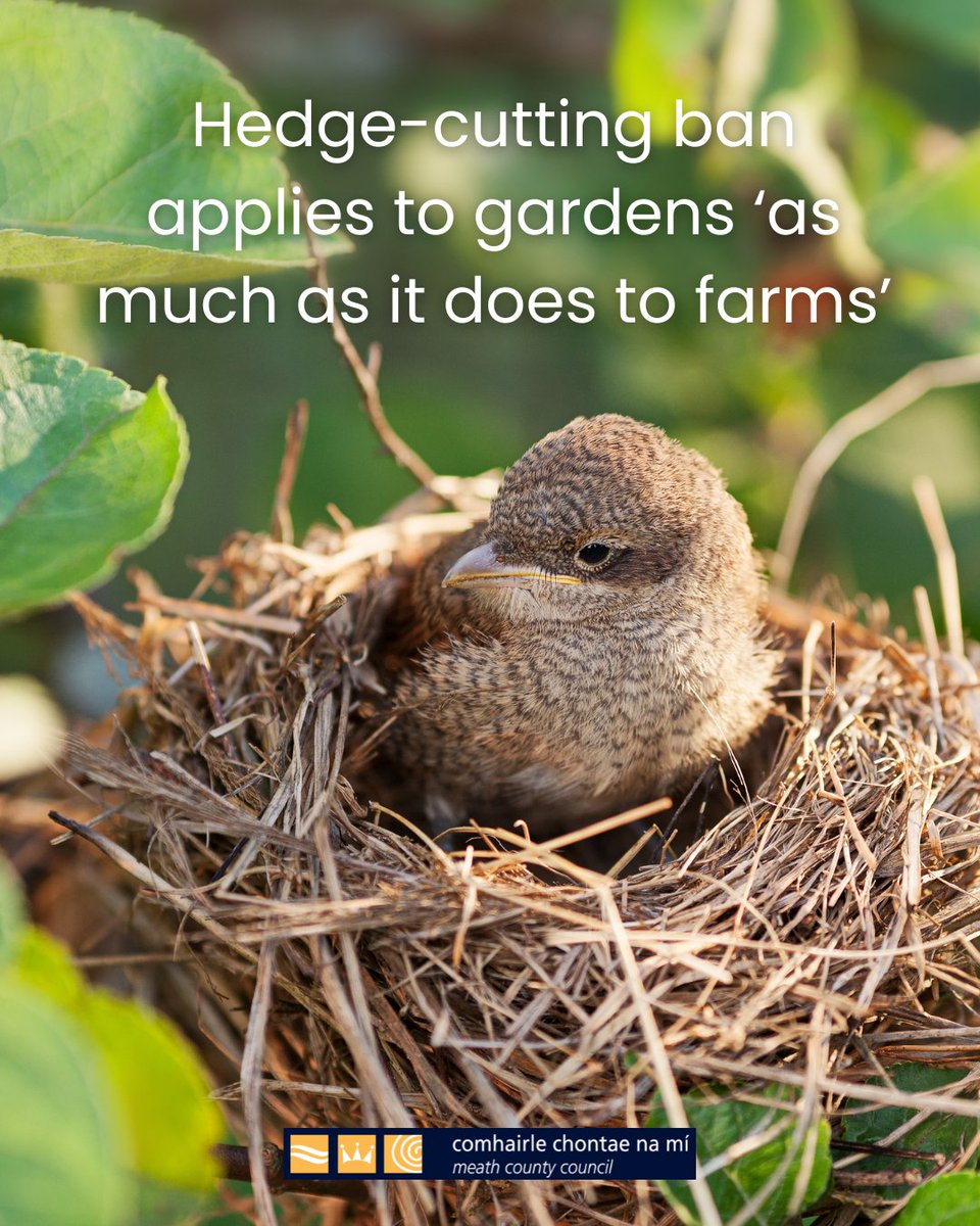 Under the Wildlife Act, it is against the law to cut, burn or otherwise destroy vegetation including hedges between March 1 and August 31.

The purpose of this ban is to prevent the disturbance and destruction of nesting sites of many of our wild bird species.