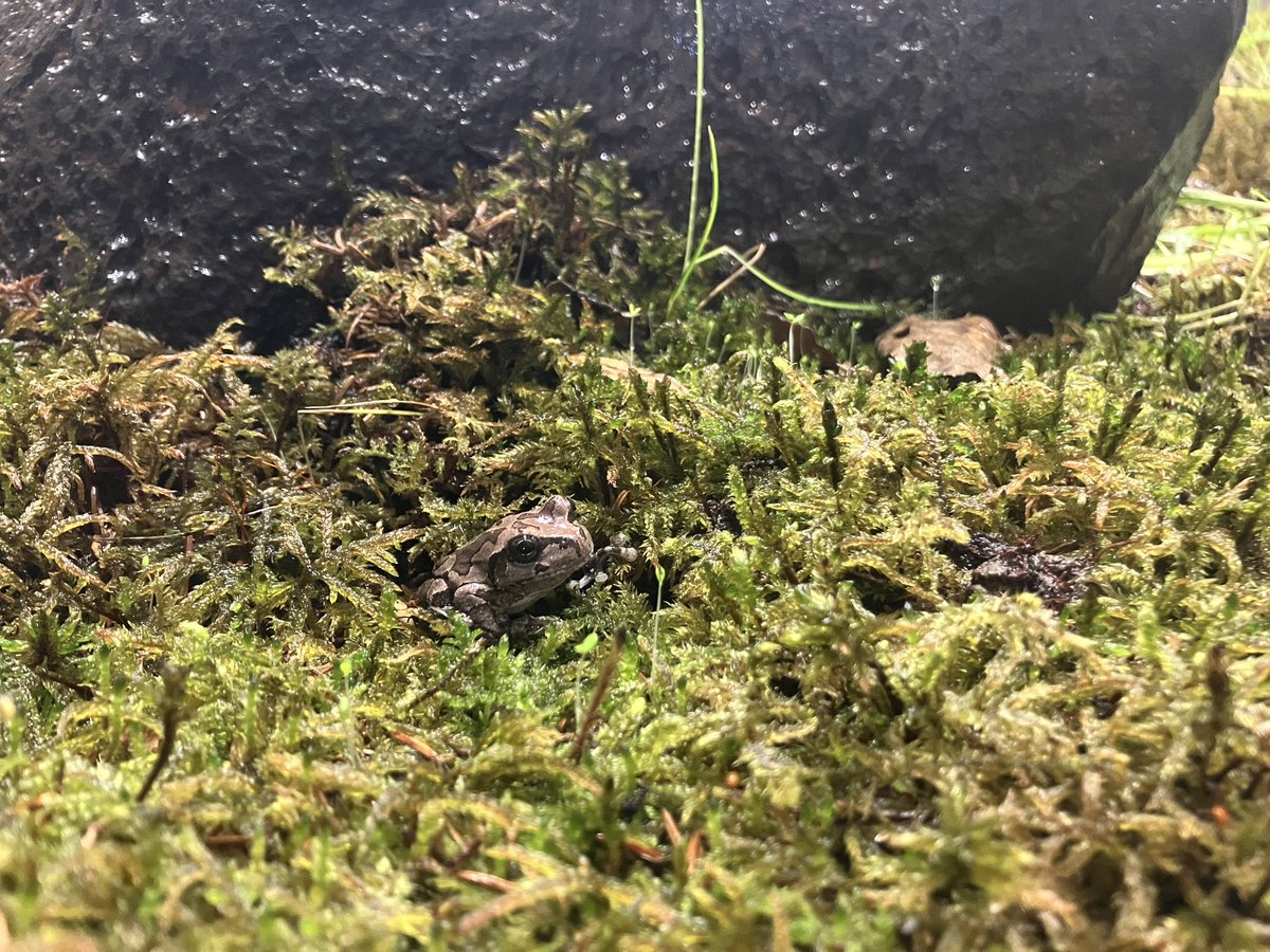 asahiyamazoo1's tweet photo. 本日のニホンアマガエル🐸
#旭山動物園 #asahiyamazoo
#ニホンアマガエル #Japanesetreefrog https://t.co/ej8vlrbiaS