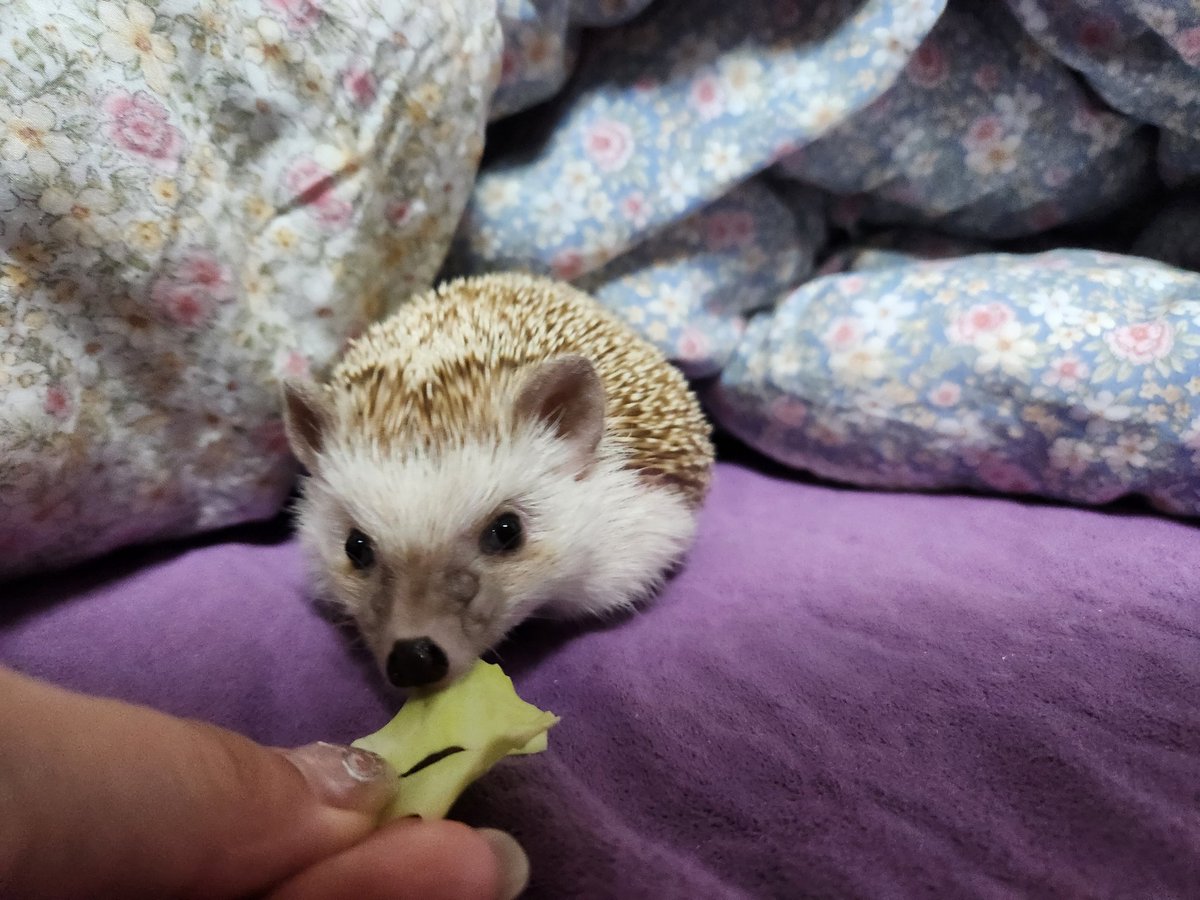 cabhedgehog's tweet image. 양!!!배!!!!추!!!!!!!!!!!!!!!!!!!!