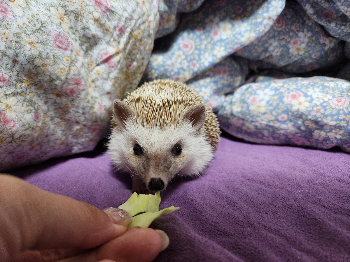 cabhedgehog's tweet image. 양!!!배!!!!추!!!!!!!!!!!!!!!!!!!!