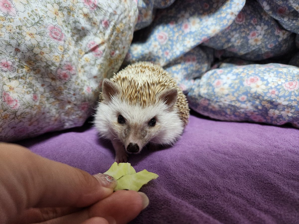 cabhedgehog's tweet image. 양!!!배!!!!추!!!!!!!!!!!!!!!!!!!!