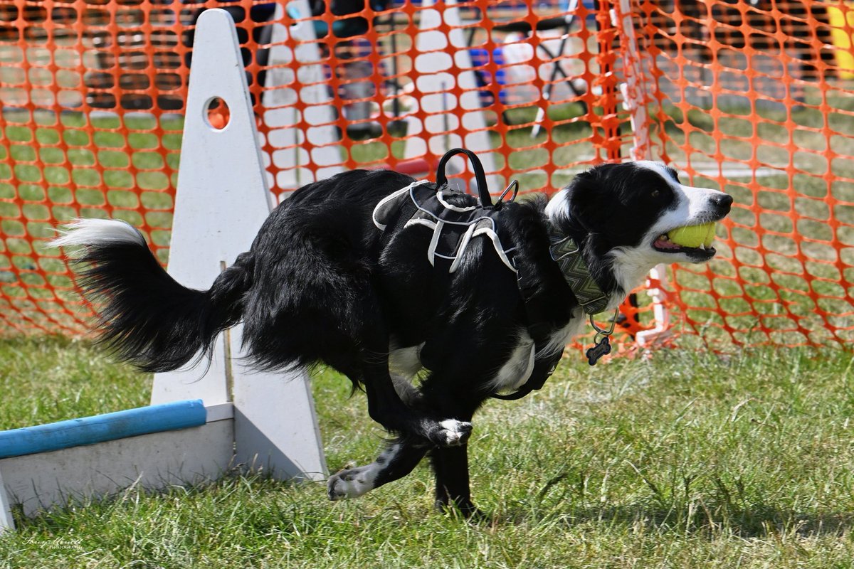 We ❤️ #flyball with our dogs .. pictures courtesy of Tony Minett amazing