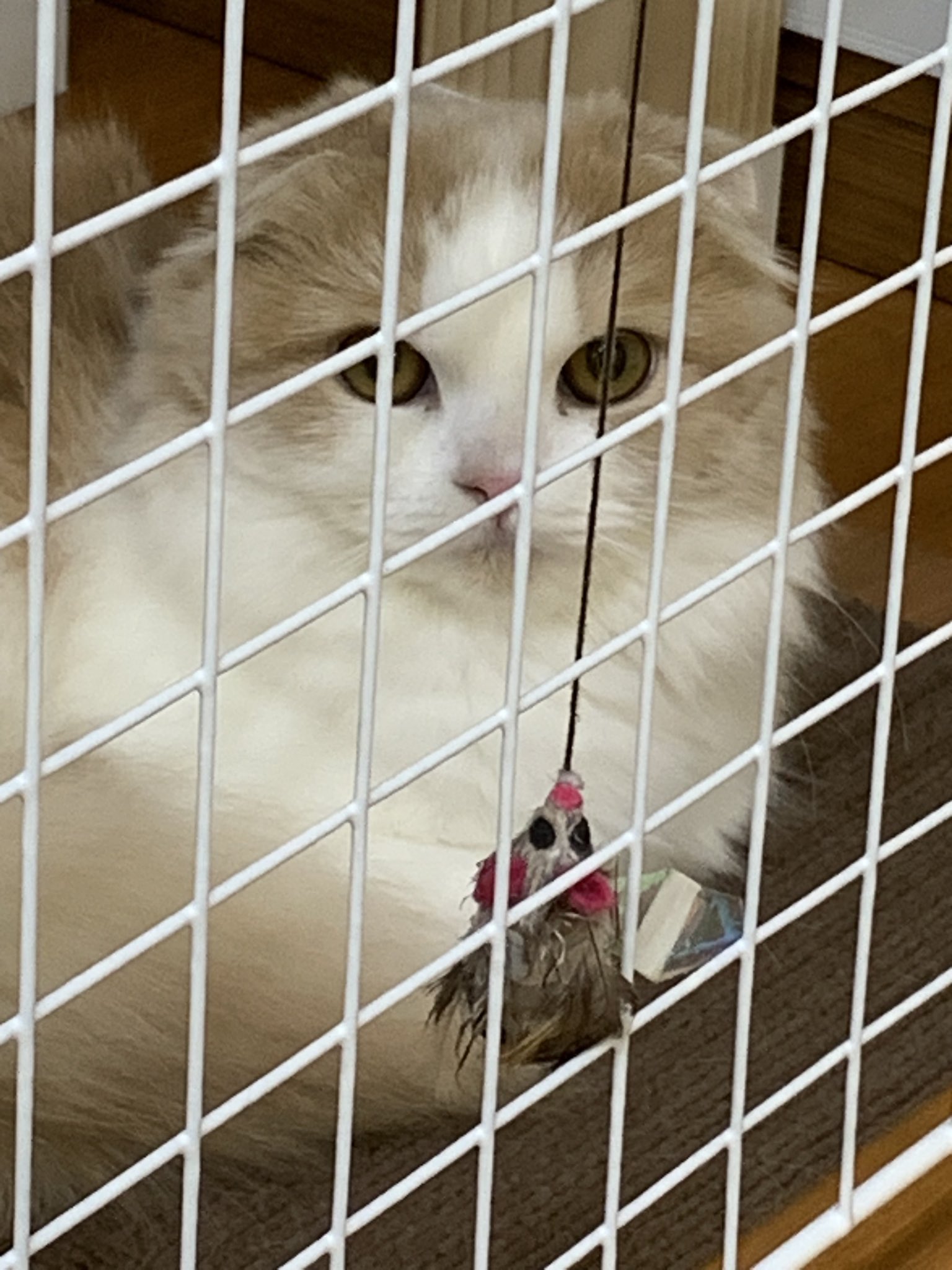 みりんちゃん　お問い合わせ分 ぷりんちゃん (@moment3232) / X