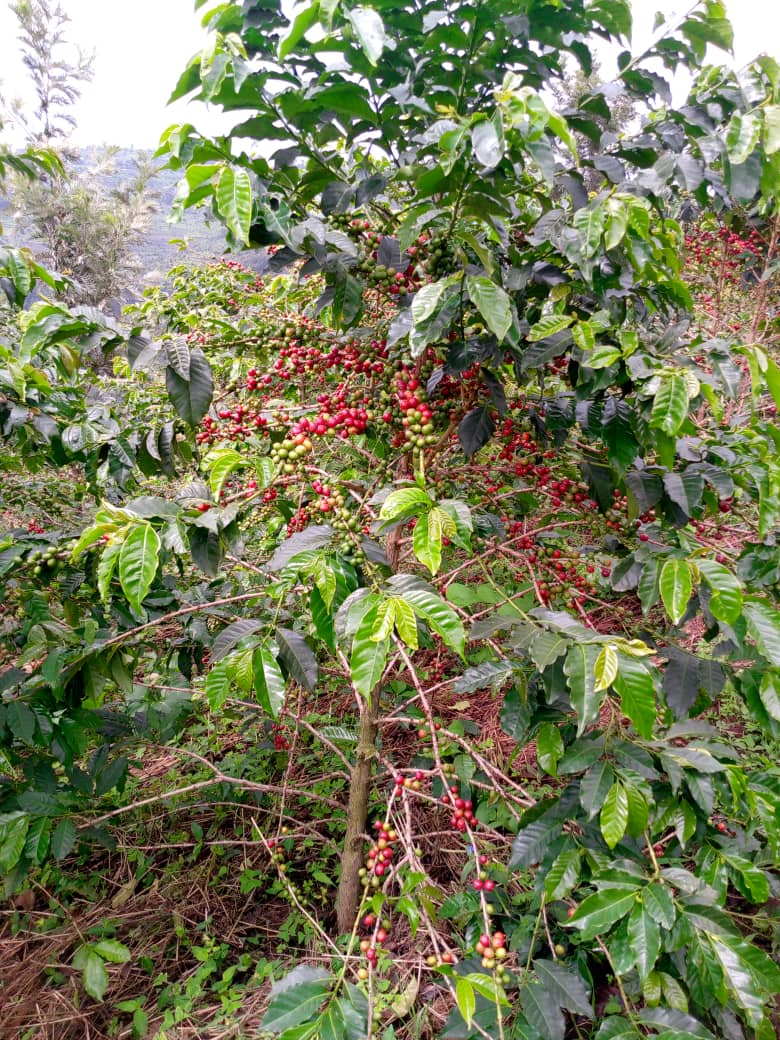 Green Gicumbi Project | Northern Rwanda (@greengicumbi) on Twitter photo This coffee was planted in Bwisige Sector in <a href="/GicumbiDistrict/">Gicumbi District</a> <a href="/RwandaNorth/">Northern Province/ Rwanda</a>, on two very steep hills covering an area of 40 hectares.
Residents of this area had lost hope in farming there due to soil erosion that used to wash away their land.
But now, that's a different story. This coffee was planted in Bwisige Sector in <a href="/GicumbiDistrict/">Gicumbi District</a> <a href="/RwandaNorth/">Northern Province/ Rwanda</a>, on two very steep hills covering an area of 40 hectares.
Residents of this area had lost hope in farming there due to soil erosion that used to wash away their land.
But now, that's a different story.