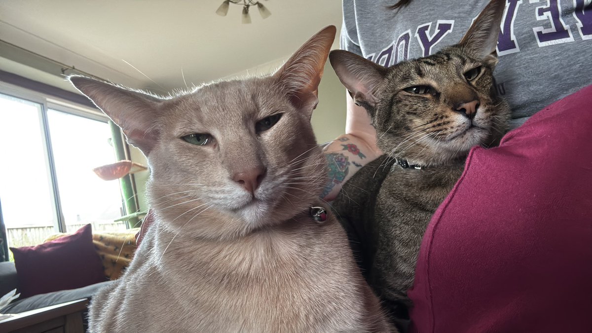 Ahsoka_Butters's tweet image. We decided Mama needed some@love, so we gave her a good hour of snuggles this morning 🥰 she says she doesn’t know whether or not to be honoured or worried 😅 #kittysnuggles #ahsokaandbutters #ahsokatheorientalshorthair #butterstheorientalshorthair #orientalshorthaircats