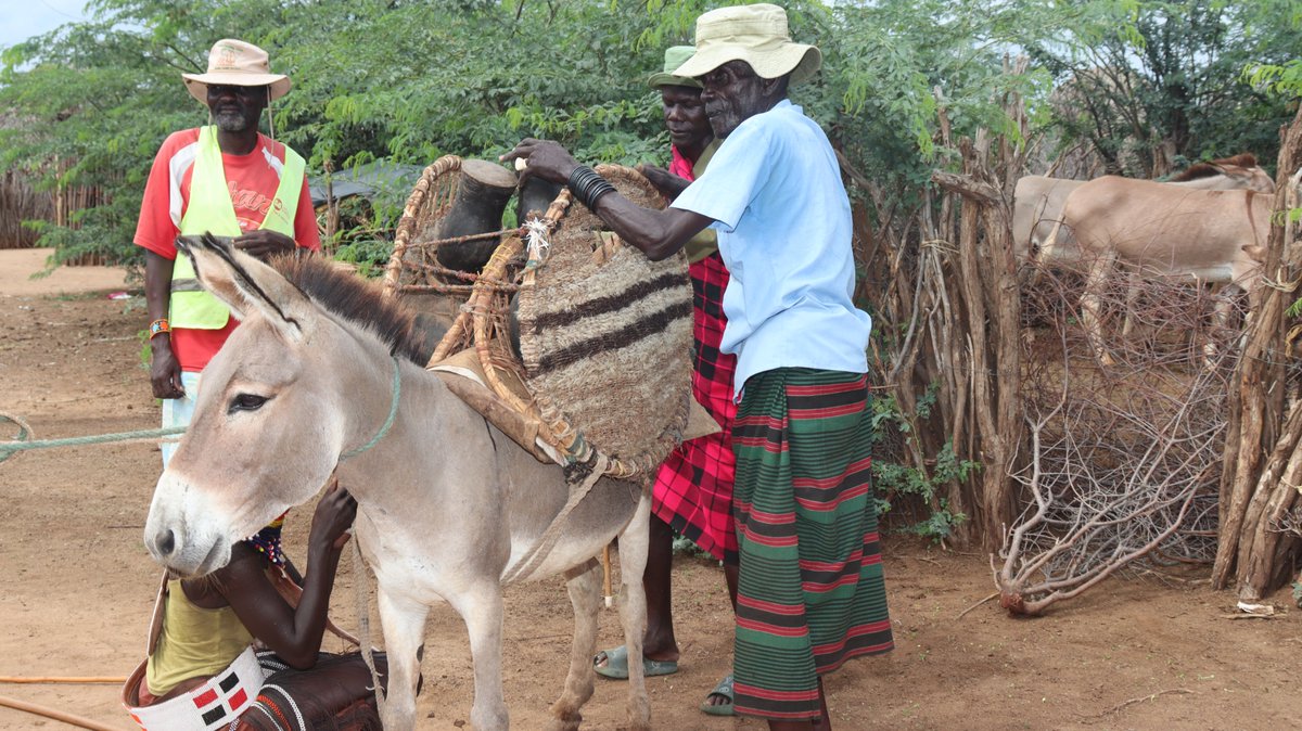 Celebrating our true migration partners this #WorldDonkeyDay: strong, silent, and always ready.
No GPS, no fuel , just instinct and resilience.
The Turkana donkey knows the way, carries the load, and never complains.
Here’s to the real MVP of migration!
#MtunzePundaDaima
#Turkana