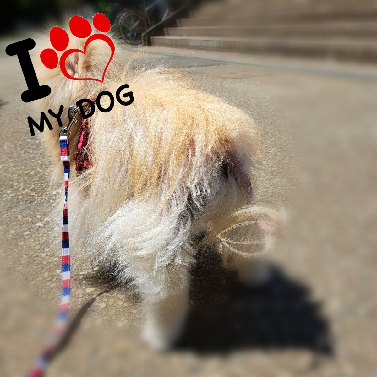 愛犬介護でしばらくポスト離れるかもです