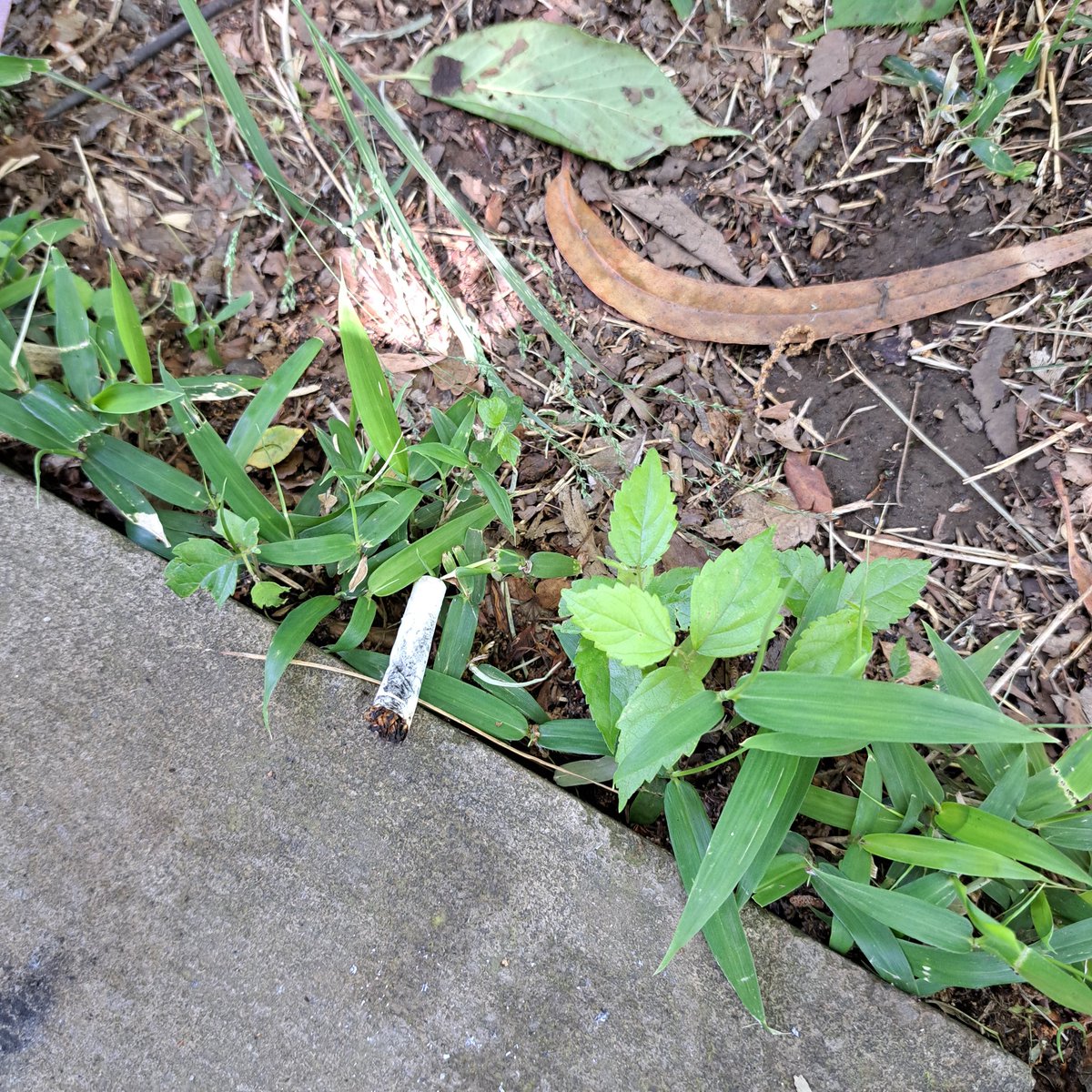 それと、こういうの本当にやめていただきたいと思うのです。老犬は間違って口に入れてしまいそうになります。よろよろしてても散歩は生き甲斐です。楽しい時間にしてあげたい。