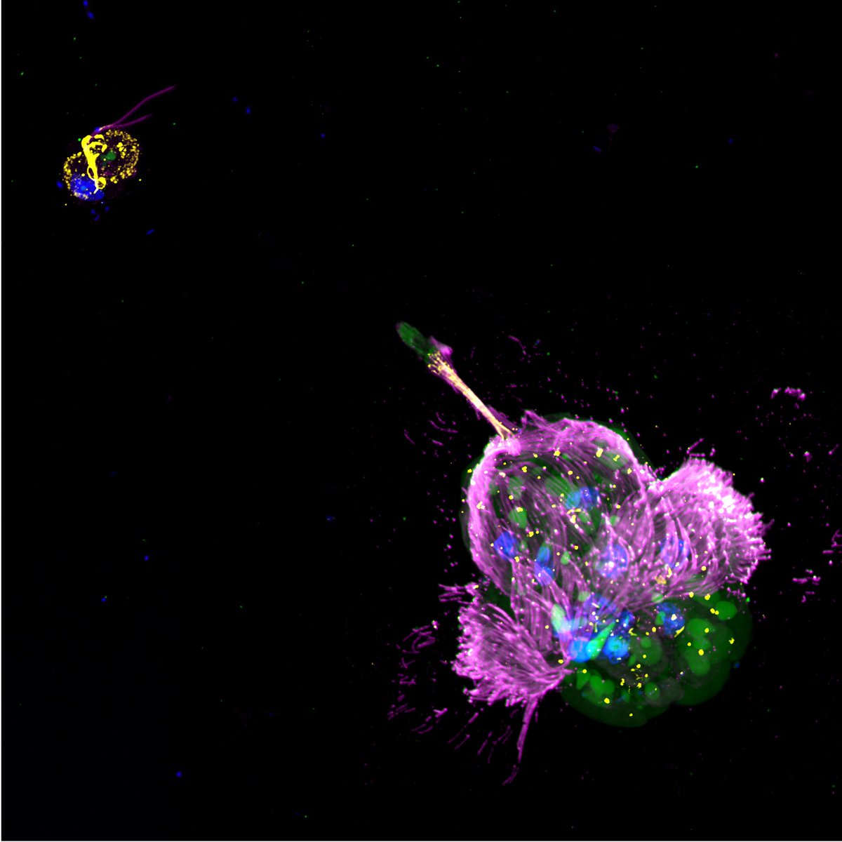 JEukMicro's tweet image. Check out exciting protist research in JEM! Holly Moeller et al. explore the feeding habits of Mesodinium rubrum and provide a tool for studying its cell biology and photophysiology in their open access paper in our March/April issue!
doi.org/10.1111/jeu.13…