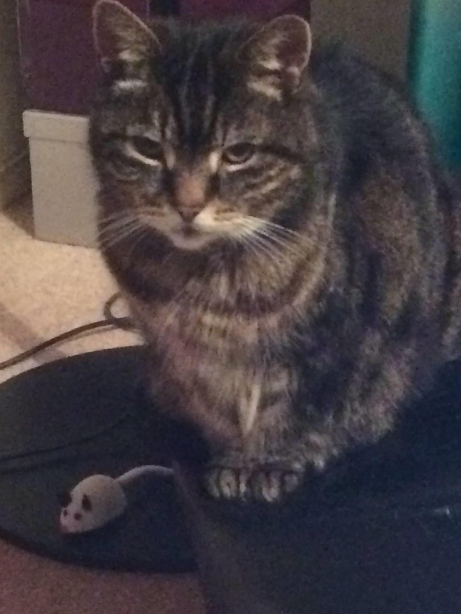 Today marks Miss Suki Cook’s Birthday. She was quite a character and full of Catitude but also very loving too. Happily heavenly Birthday Suki ❤️