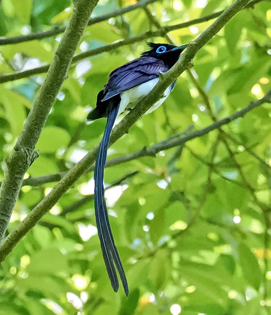 今季、初見
楽しい季節の到来です😀
#野鳥撮影 
#サンコウチョウ
#OM1