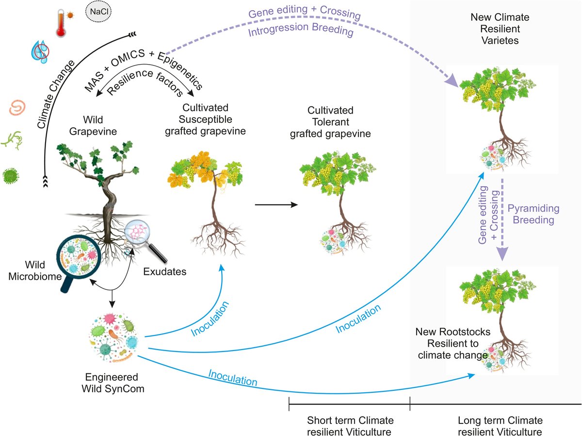 Plants People Planet π±π₯π (@plantspplplanet) on Twitter photo Harnessing wild #grapevines (Vitis sylvestris) for resilient #viticulture π
Help from the past to cope with the future: #Vitis sylvestris as a resource for abiotic stress resilience
Read this Review by Samia Daldoul, et al. π
π nph.onlinelibrary.wiley.com/doi/full/10.10β¦
<a href="/wileyfoodsci/">Wiley Food Science</a> Harnessing wild #grapevines (Vitis sylvestris) for resilient #viticulture π
Help from the past to cope with the future: #Vitis sylvestris as a resource for abiotic stress resilience
Read this Review by Samia Daldoul, et al. π
π nph.onlinelibrary.wiley.com/doi/full/10.10β¦
<a href="/wileyfoodsci/">Wiley Food Science</a>