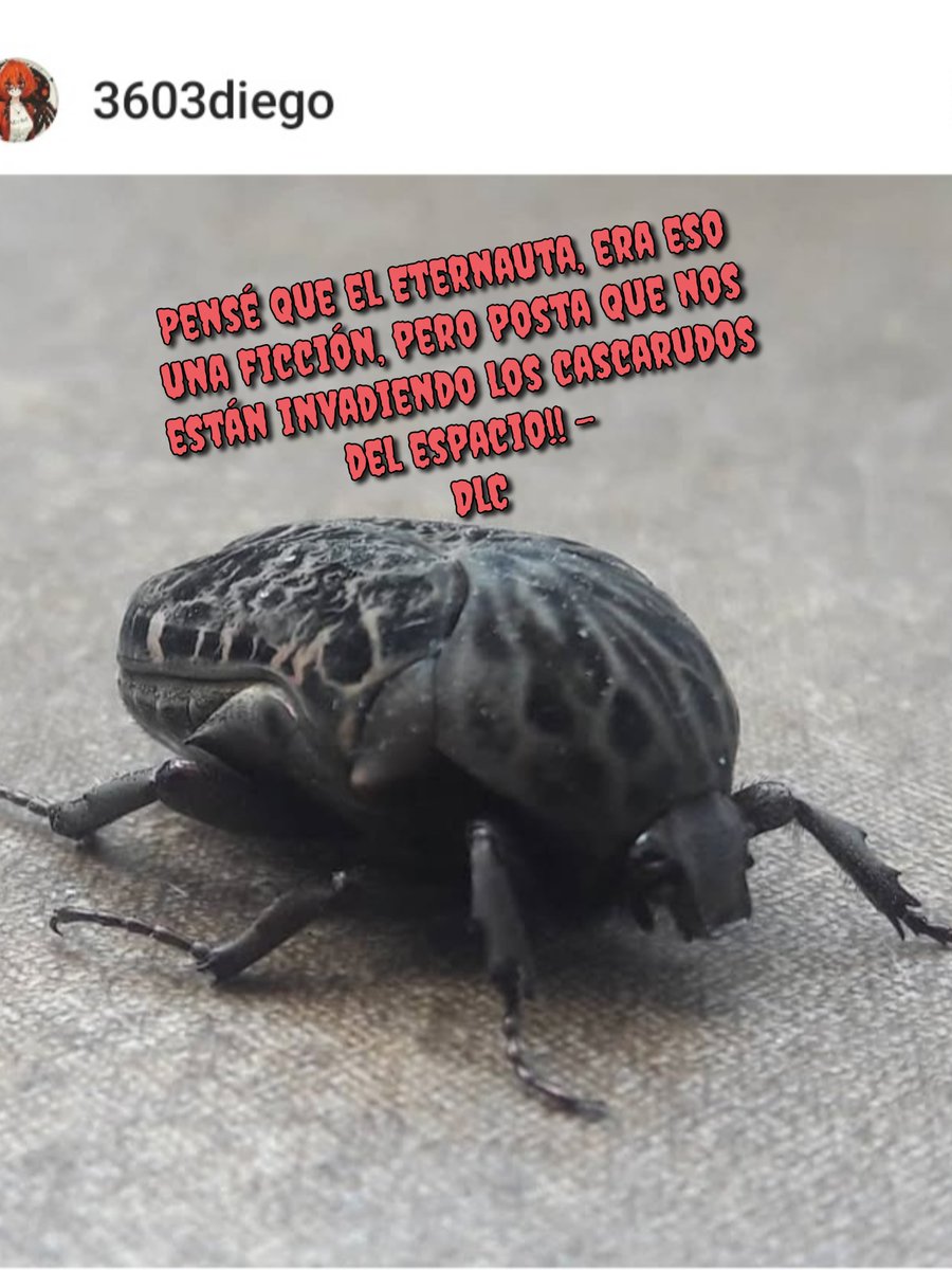 diego_leandro3's tweet photo. coleóptero en el patio de casa pergeñando el ataque contra los terrícolas. (DLC)
#eternauta #scifie #FelizMiercoles #BuenMiercoles #monstruo #insect https://t.co/brvXnuxMMt